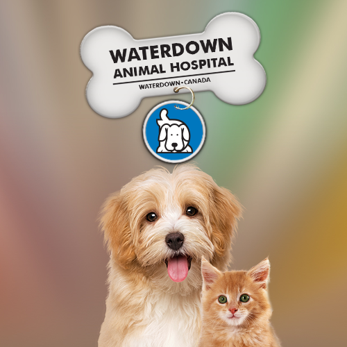 Waterdown Animal Hospital